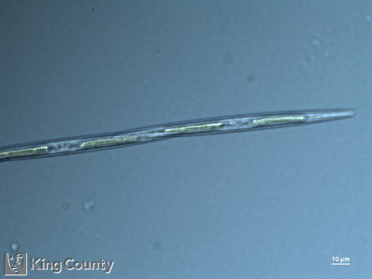 Photo of Pseudo-nitzschia spp. (large-celled)